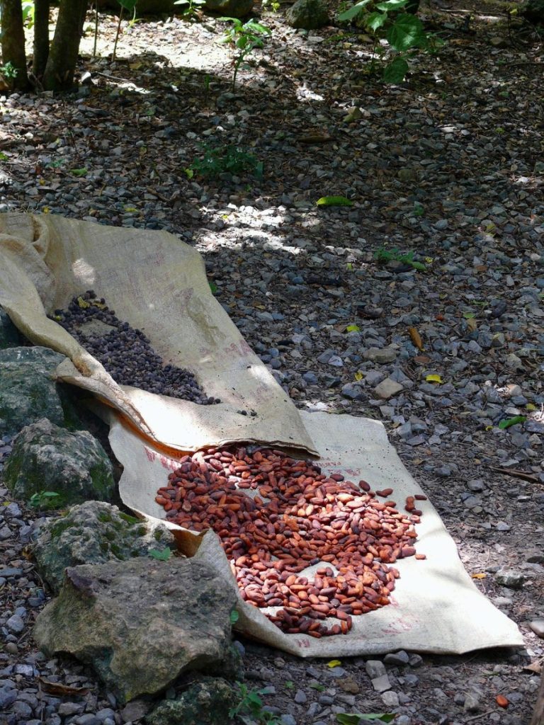 coffee, chocolate, dominican, republic, nature, caffeine, agriculture, beans, crop, farm, industry, organic, drying, export, harvesting, bunch, java, raw, cultivate, gray coffee, gray farm, gray chocolate, gray industry