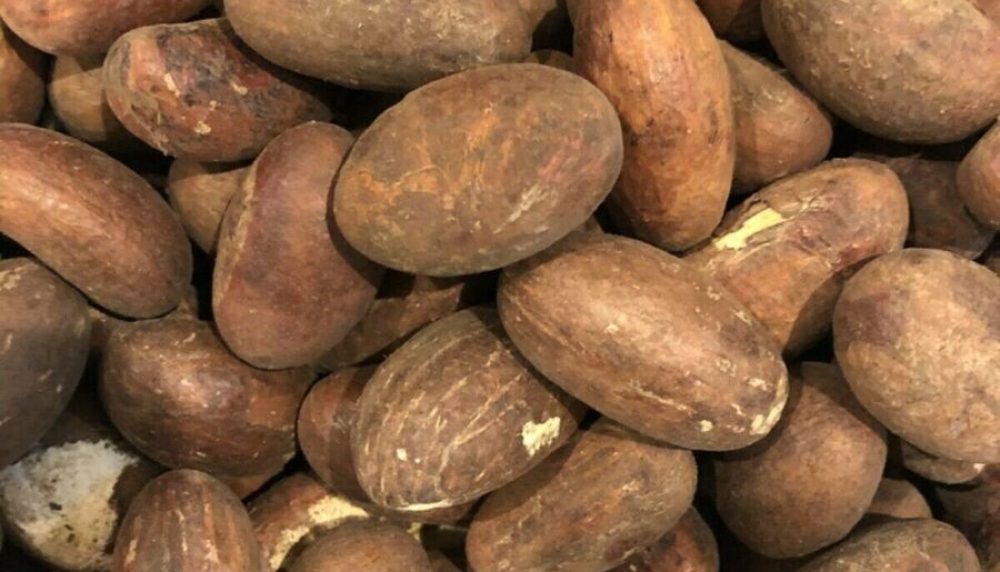 100_-pure-Africa-bitter-kola-nut-1