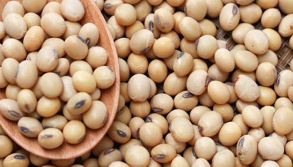 Soya-bean-seeds