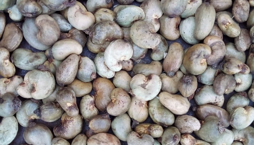 raw-cashew-nut